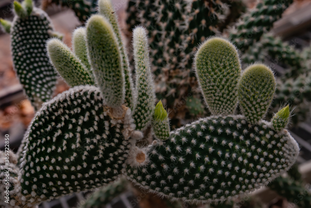 Cactus Plant. Opuntia Wing Microdasys Albata Bunny Ears Mickey Mouse Cactus Spiky Indoor Plant Succulent Plants Rare Live Plants. Stock Photo | Adobe Stock