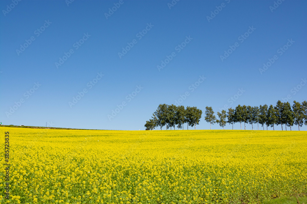 Obraz premium ナノハナ畑とシラカバ並木 美瑛町 