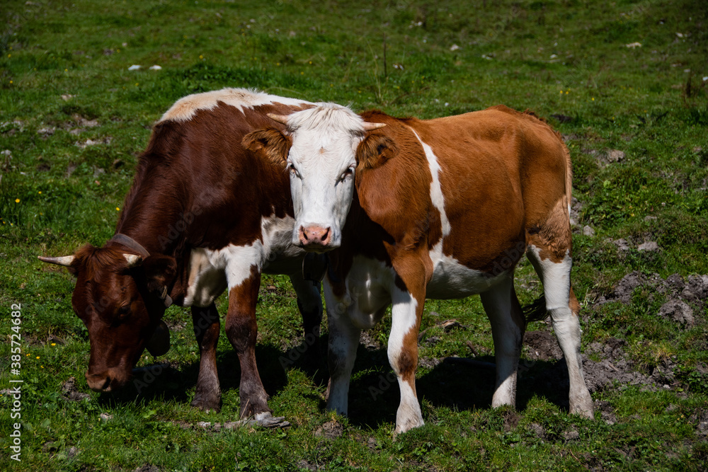Two Simmental cattle with horns and cowbells around their necks