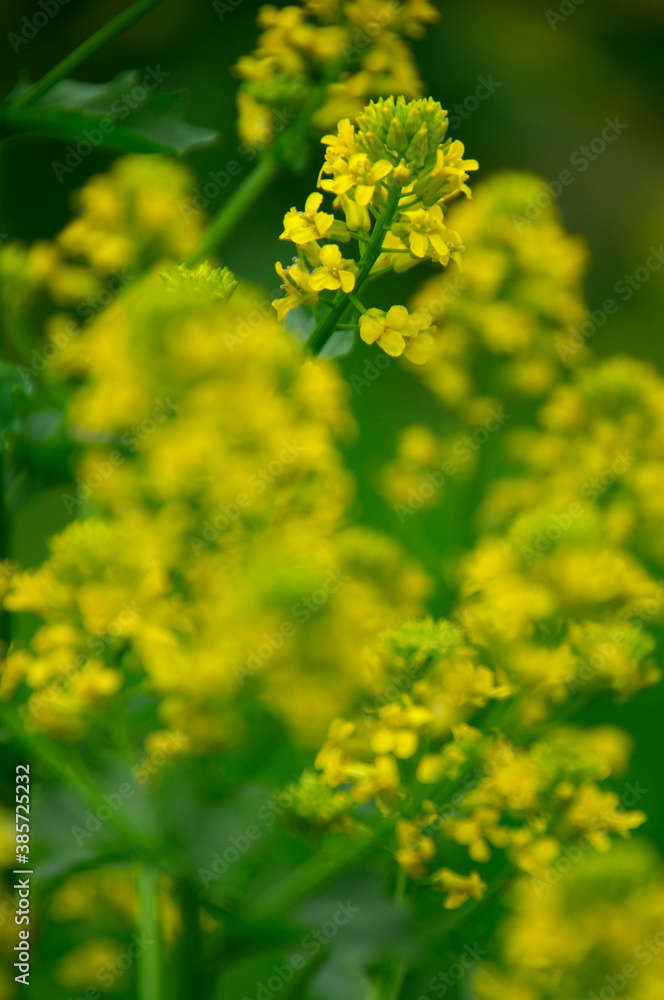 花 花