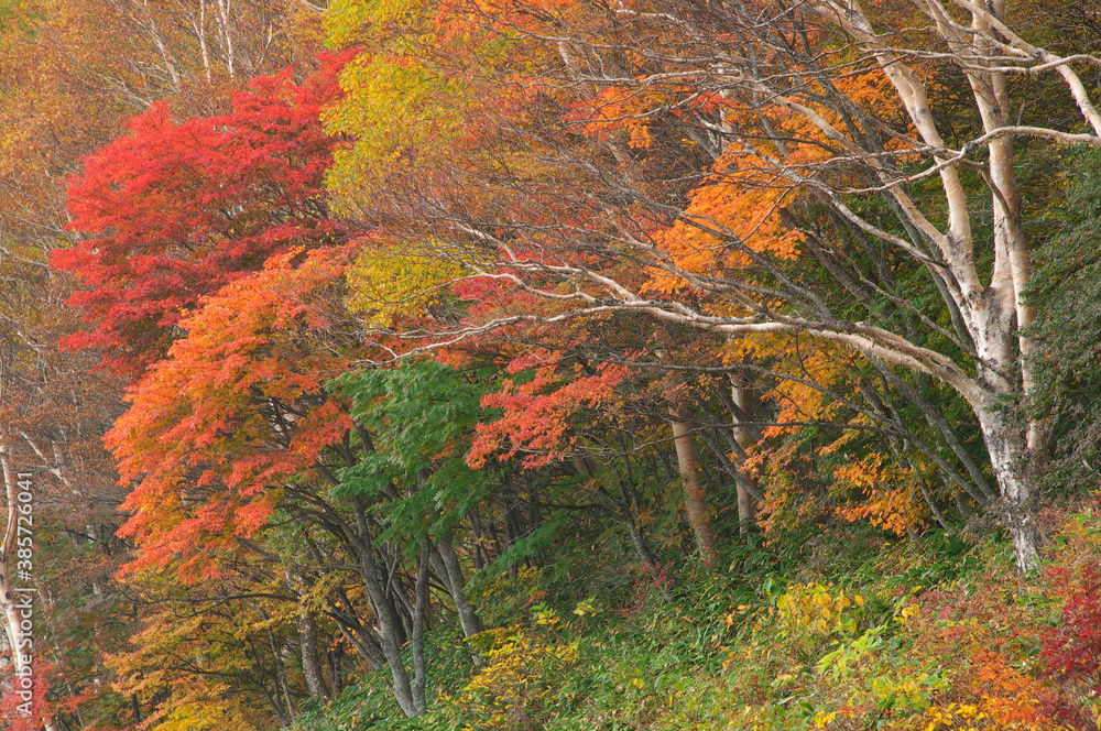 スカイラインの紅葉