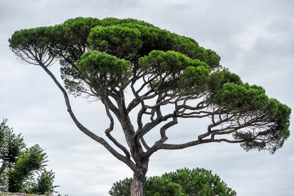 .Italian stone pine by the ocean in France.