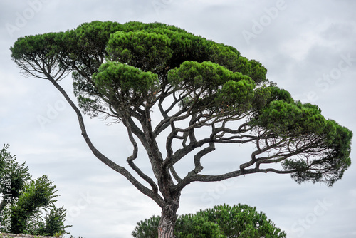 .Italian stone pine by the ocean in France. © Kozioł Kamila