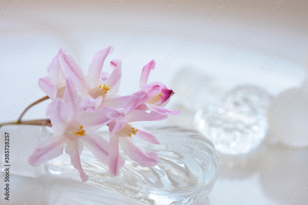ピンク色の花チヨノドグサとガラス瓶 ピンク色の花チヨノドグサとガラス瓶