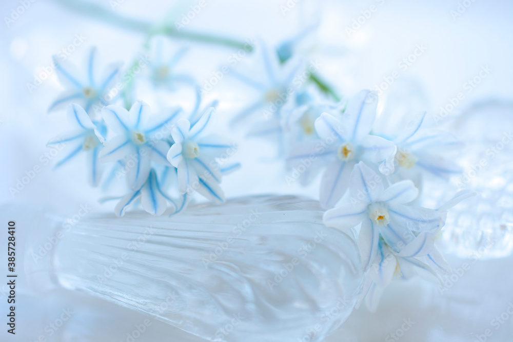 白色の花シラーとブルー色のチヨノドグサ 白色の花シラーとブルー色のチヨノドグサ