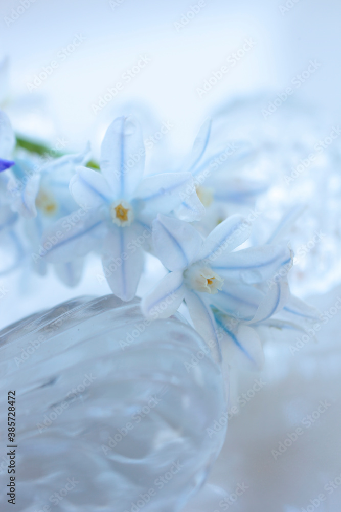Obraz premium 白色の花シラーとブルー色のチヨノドグサ