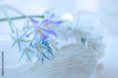 白色の花シラーとブルー色のチヨノドグサ