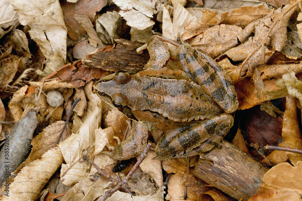 Agile Frog, Rana dalmatina mimicry in the  leaves