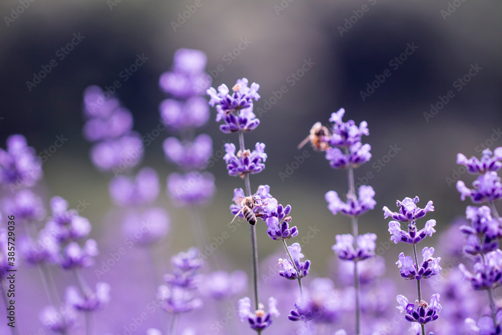 Fototapeta premium Lavender flower close up in a field in Korea 