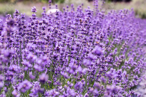 Lavender flower close up in a field in Korea

