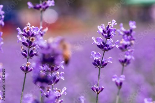 Lavender flower close up in a field in Korea  © 기원 이