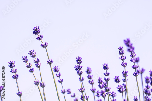Fototapeta Naklejka Na Ścianę i Meble -  Lavender flower close up in a field in Korea
