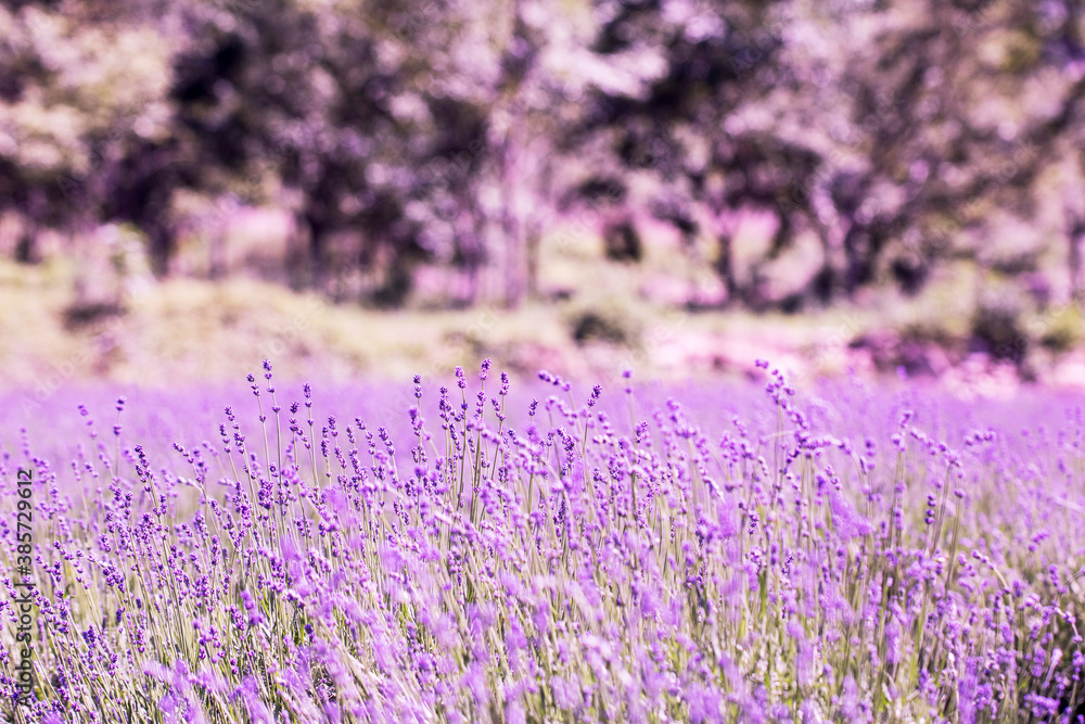 Obraz premium Lavender flower close up in a field in Korea 