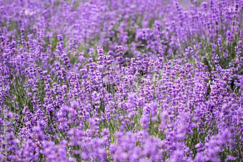 Lavender flower close up in a field in Korea 