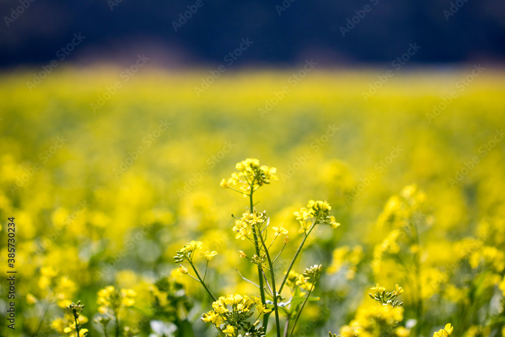 Rapeseed flowers on the field blossoms in spring time
Rapeseed flowers on the field blossoms in spring time