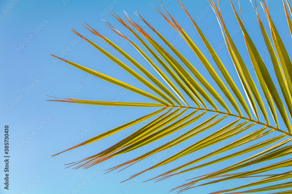 Fototapeta premium Peaceful leaf with a soft sky backdrop