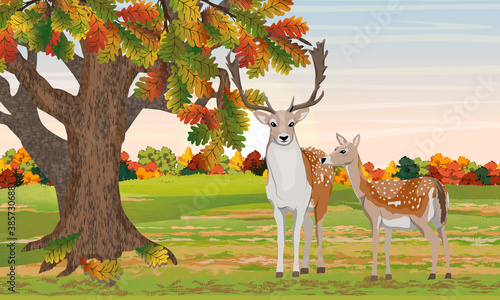 A male and a female European fallow deer Dama dama near a large autumn oak tree. Nature in the fall. Mammal animal of Europe and America. Realistic vector landscape.