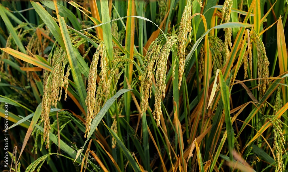 Obraz premium Paddy cultivation