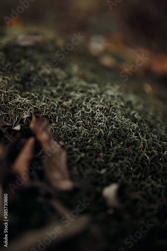 green moss on a stone