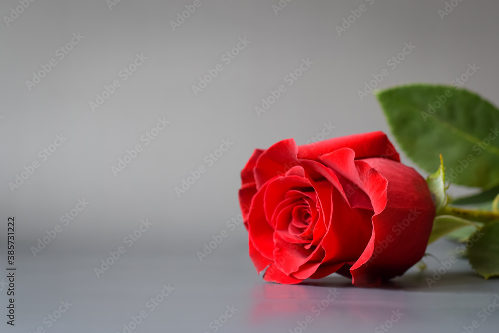 Fototapeta premium Beautiful red rose with green foliage on a gray background.