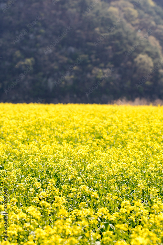 Rapeseed flowers on the field blossoms in spring time
Rapeseed flowers on the field blossoms in spring time