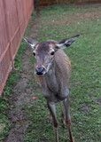 A female deer in the zoo near a brown fence