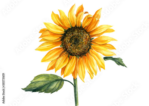 Fototapeta Yellow sunflower on isolated white background, watercolor botanical illustration