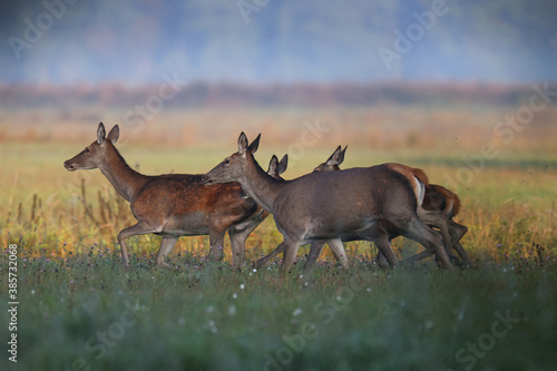 Fototapeta Naklejka Na Ścianę i Meble -  A roe deer family walks through a green field in the early mornings