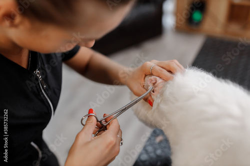 Cropped shot of adorable bichon dog and pet beautician while she rips out the fur from the dog's ear.
