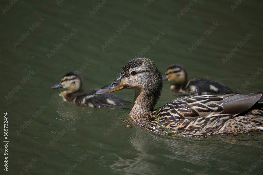 Female Mallard with chick in a pond at the Drottningholm island in Stockholm Female Mallard with chick in a pond at the Drottningholm island in Stockholm