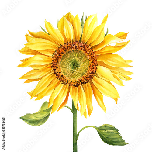 Sunflower, yellow flower isolated on white background, watercolor botanical illustration, hand drawing