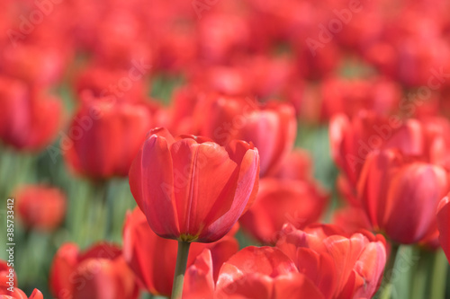 Beautiful spring tulips on the field 