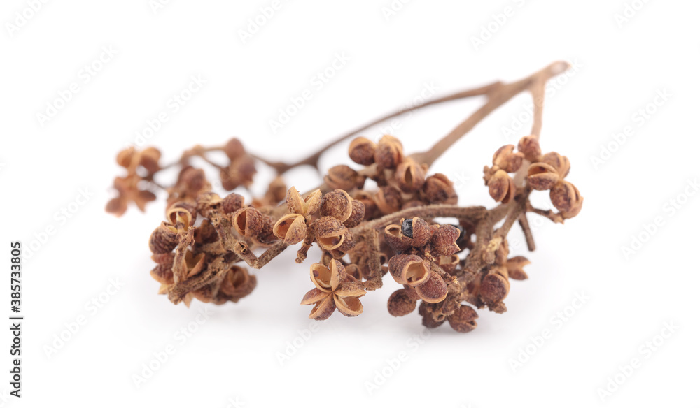 Obraz premium Zanthozylum limonella Alston on white background