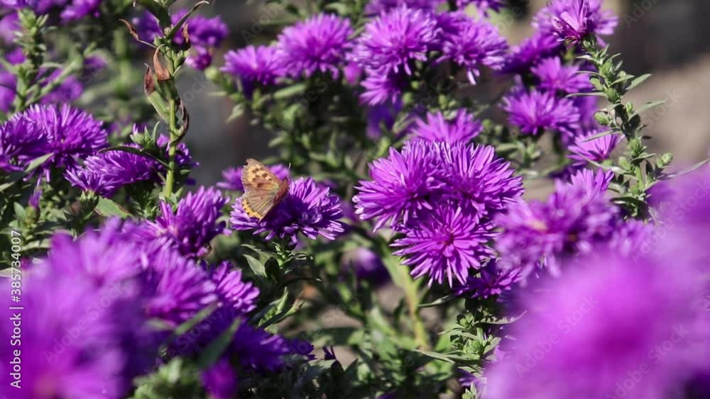 Macrocosm in insects in flowers Macrocosm in insects in flowers