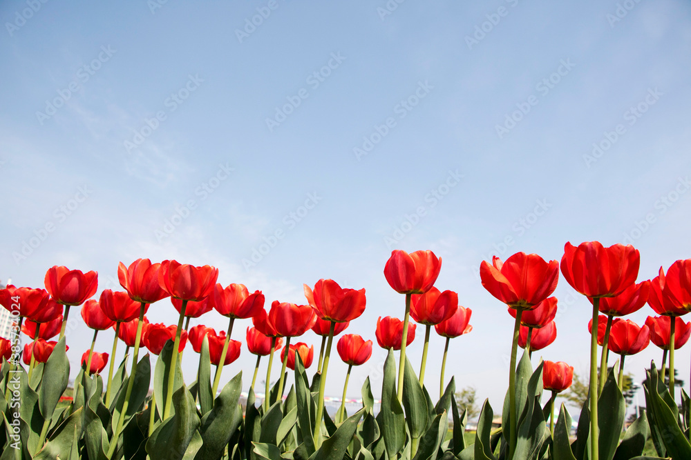 Fototapeta premium Beautiful spring tulips on the field 