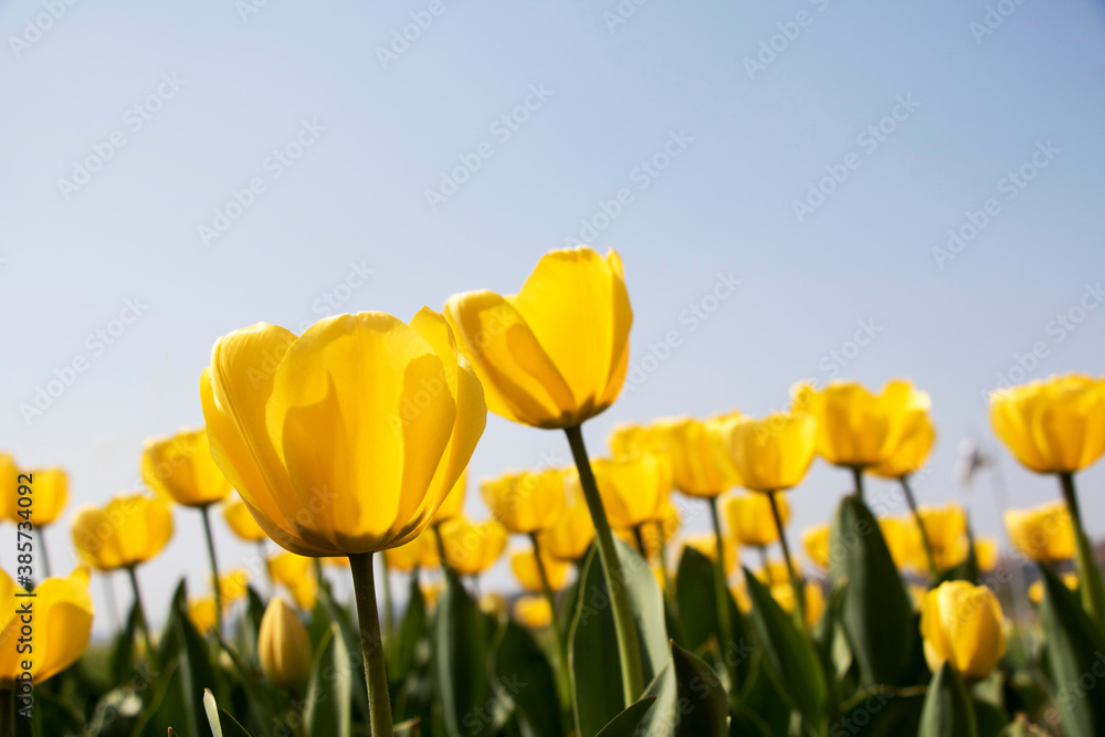 Beautiful spring tulips on the field
Beautiful spring tulips on the field