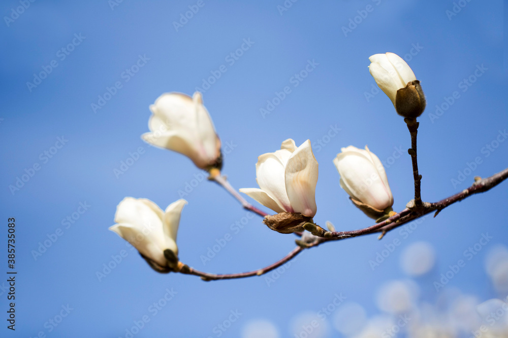 Magnolia white blossom tree flowers, close up branch, outdoor.
Magnolia white blossom tree flowers, close up branch, outdoor.