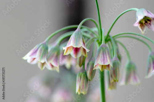 Allium siculum honey sicilian lily garlic flowers in bloom, beautiful springtime ornamental flowering plant, small bells on tall photo