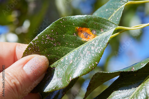 A pear leaf infected with gymnosporangium sabinae (rust) and Septoria Leaf Spot (Septoria aegopodii) photo