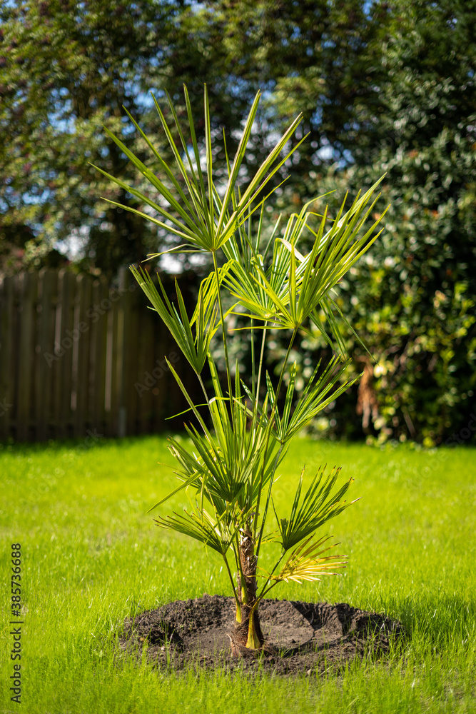 Obraz premium Palme Im Garten