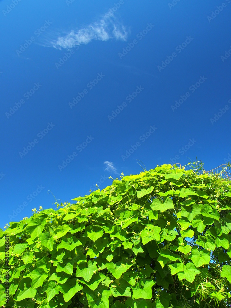 Obraz premium 秋の河川敷に茂るアレチウリと青空