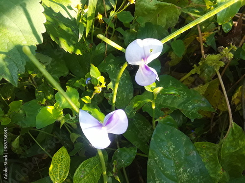 Lobia (Sanskrit: लावणी) is a plant whose pods are thin, elongated. Their vegetable is made. This plant is also used to make green manure.lobia white flower, Cowpea 
 Lobia is a type The black-eyed pea photo