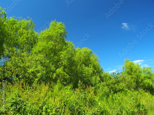 江戸川河川敷の夏木立と夏草と青空 © smtd3