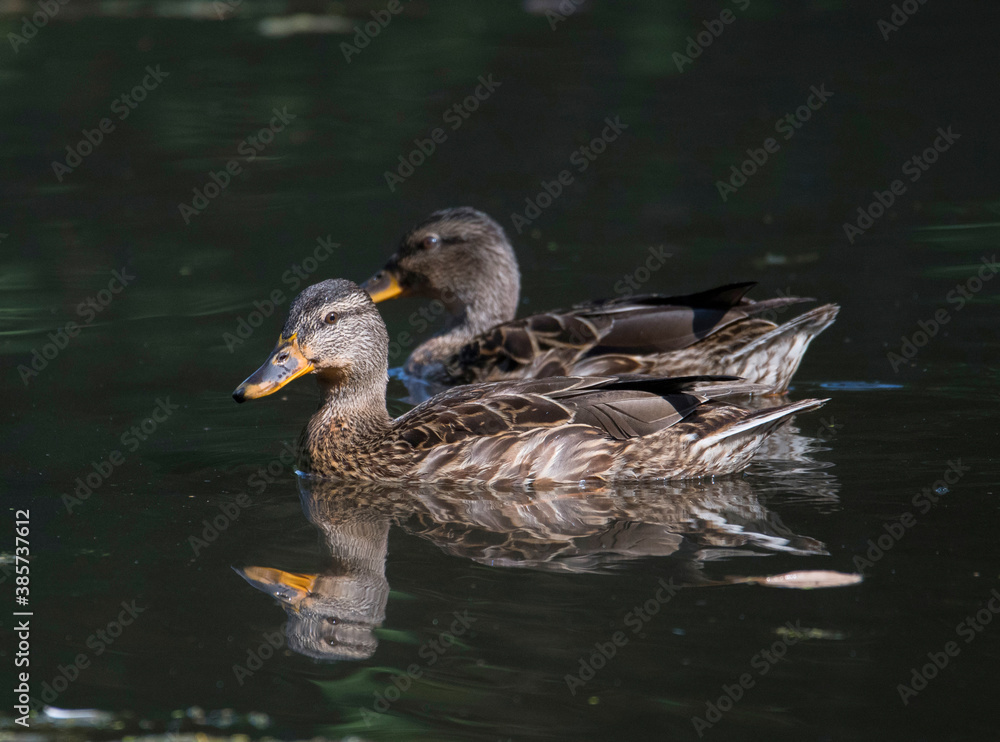 Female mallard in a pond in Stockholm swimming with an other mallard Female mallard in a pond in Stockholm swimming with an other mallard