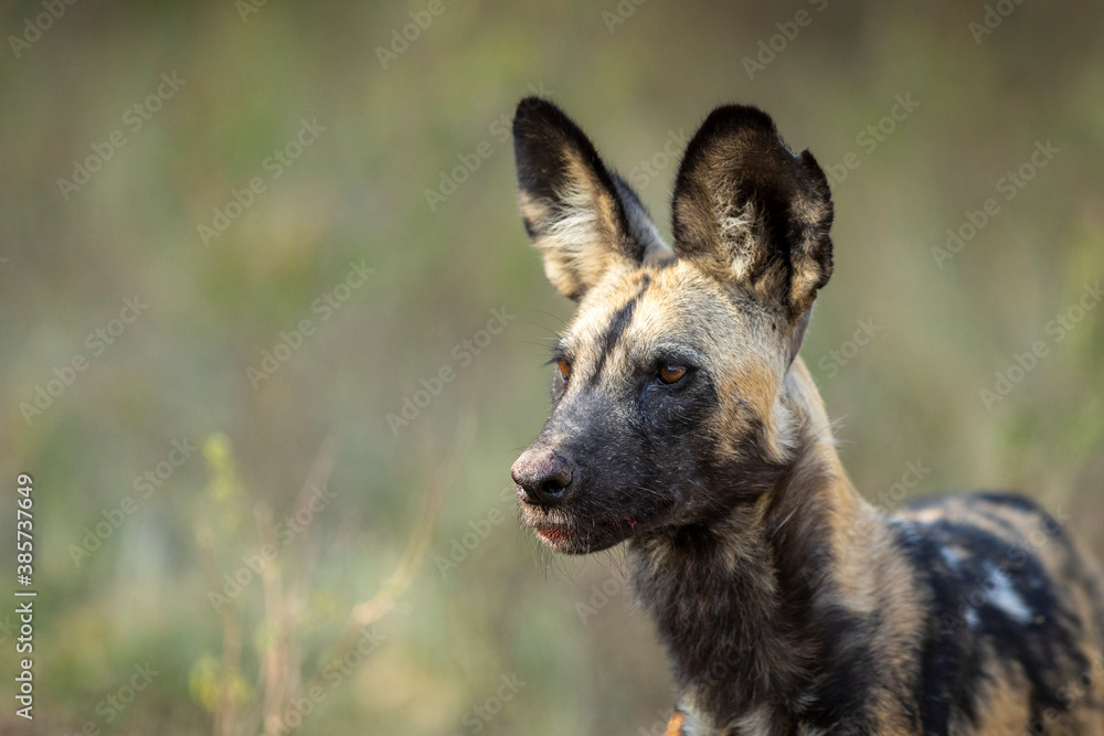 Horizontal portrait of an adult wild dog watching prey in Khwai in Botswana Horizontal portrait of an adult wild dog watching prey in Khwai in Botswana