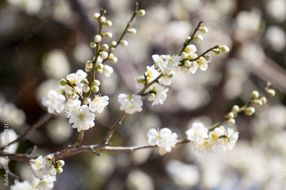 Blossoming of the apricot tree in spring time with beautiful flowers.Natural seasonal background.
Blossoming of the apricot tree in spring time with beautiful flowers.Natural seasonal background.