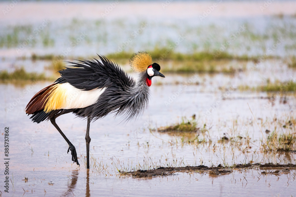 Fototapeta premium Grey crowned crane standing in water in Amboseli National Park in Kenya