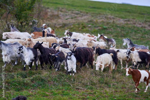 Wallpaper Mural Herd of goats in a meadow Torontodigital.ca