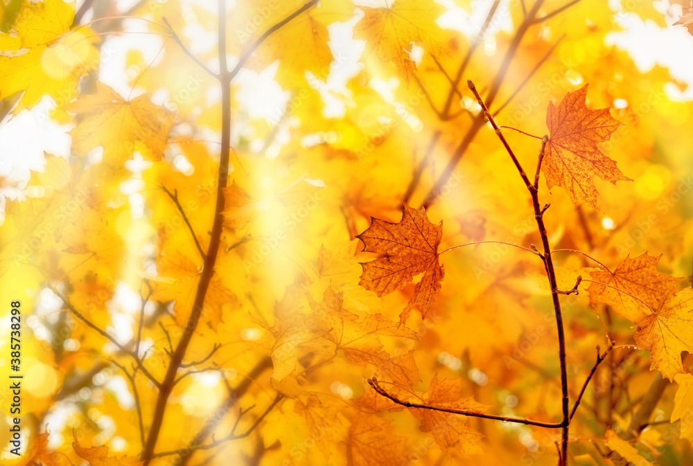 Autumnal with Maples leaves with morning light shining through,Soft focus branches maple tree with orange leaves against blurry natural background,Bright leaves in fall season with blurry light bokeh Autumnal with Maples leaves with morning light shining through,Soft focus branches maple tree with orange leaves against blurry natural background,Bright leaves in fall season with blurry light bokeh
