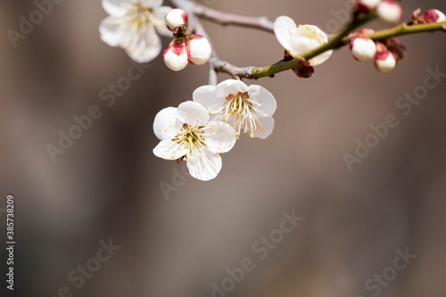 Blossoming of the apricot tree in spring time with beautiful flowers.Natural seasonal background. 